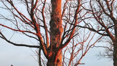 Maksibet Hızlı Giriş